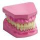 Ajantaexports Dental Care Model Small Dental Anatomy Oral Health Teeth Model